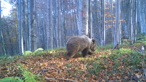 A brown bear in the woods in Romania